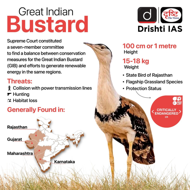 Great Indian Bustard